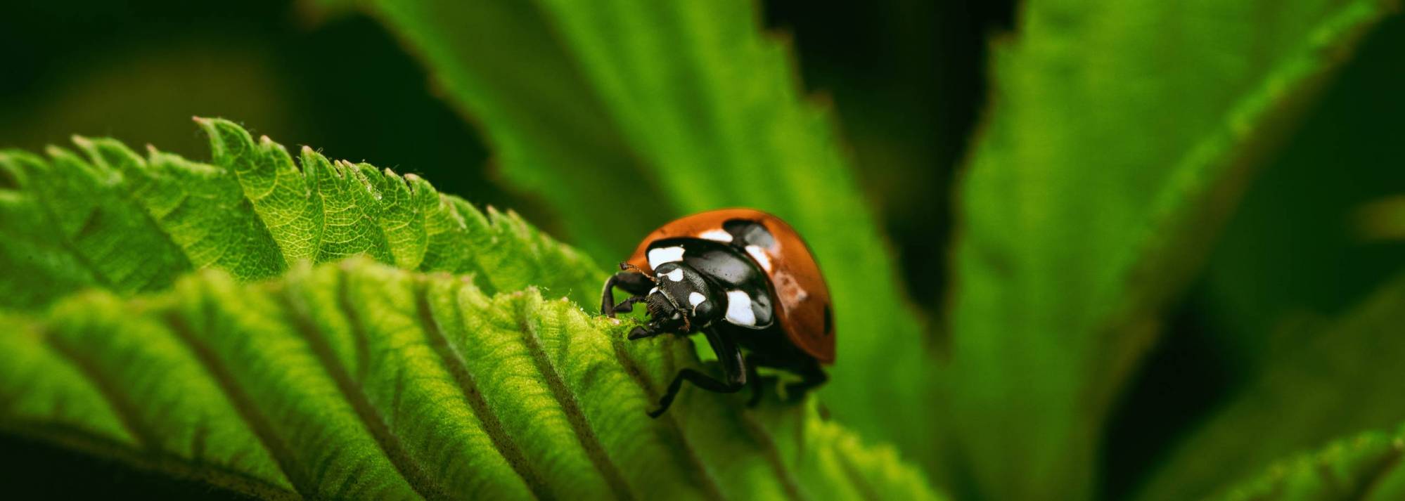 coccinelle